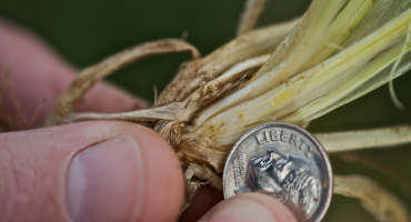 Producers of Dual-Purpose Wheat Should Check for First Hollow Stem Stage
