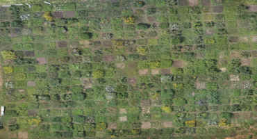 Drone-Based Photogrammetry: A Reliable and Low-Cost Method for Estimating Plant Biomass