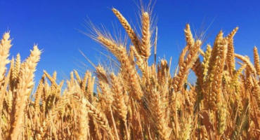 An Achilles' Heel for Wheat Rust Infection