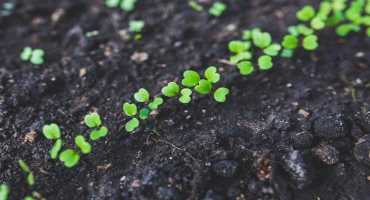 Rebuilding Soil Microbiomes in High-tunnel Agricultural Systems Focus of Study