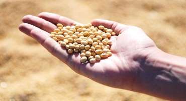 Soybean Could Help Diversify Crop Production in the UK