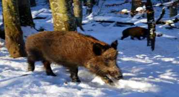 Why Are There Feral Swine In Illinois?