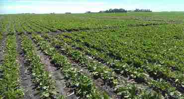 Spring Urea Causing Sugar Beet Stand Loss: What you need to know