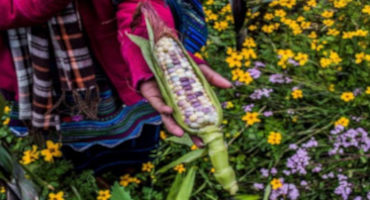 Classic Milpa Maize Intercrop Can Help Feed Communities Forgotten by Development