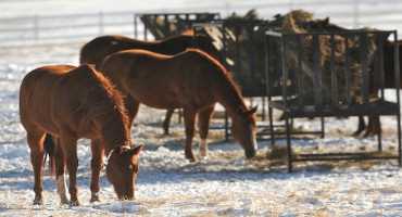 Horse Owners Need to be Watchful for Signs of Colic