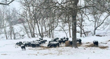 Snow, Bitter Cold Impact Livestock In Arkansas