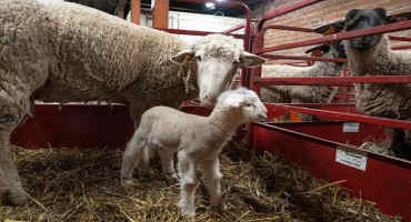 New Lamb Protection During Wintertime Explained