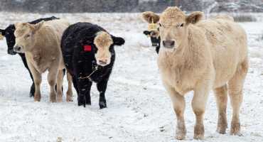 Beef Industry to Largely Weather the Effects of Mid-February Snowstorms