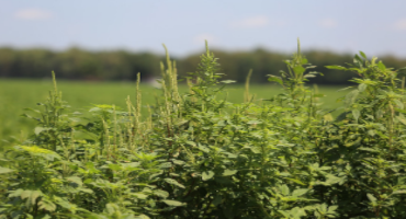 As Options Dwindle, New Resistance Emerges in Pigweed