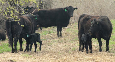 Colostrum Management is Udderly Important for Newborn Calves