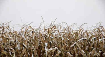 Arctic Conditions Deliver Frigid Blow To Texas Agriculture