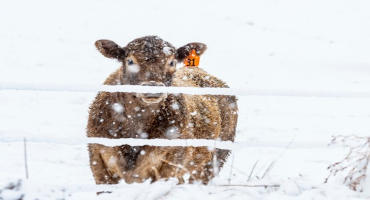Cattle Needs Rise as Temperatures Drop