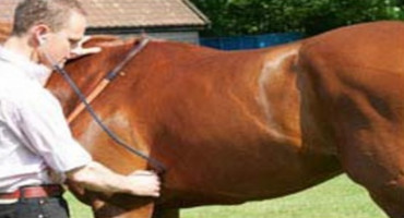 How to Take Your Horse's Vital Signs
