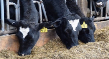 Dairy Sense: Dealing with High Feed Costs
