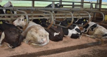 Mastitis Management: Don’t Forget Your Heifers!