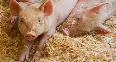 USDA Prepares to Gather Critical Information on Swine Industry