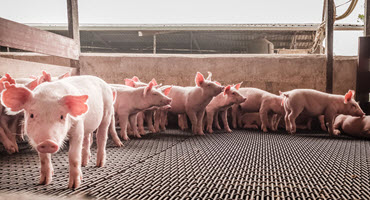 Body cameras used to assess pig welfare