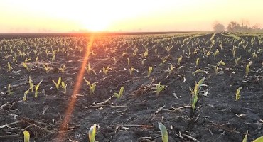 USDA Expects Both Corn and Soybean Acres to Top 90 Million in 2021