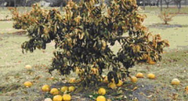 Future Uncertain for Texas Citrus, Other Fruit/Vegetable Production