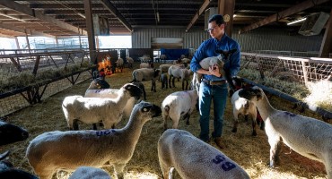 Breaking the Infertility Cycle: Sheep Could Show us the Way