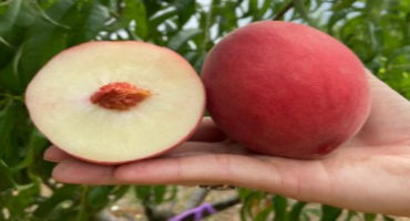 Arkansas Agricultural Experiment Station Releases New White-Flesh Peach