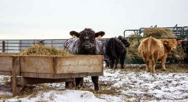 When Temperatures Plummet, Cattle May Need Additional Shelter and Feed Resources for Optimum Health