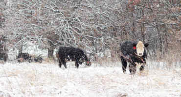 FSA Disaster Relief Available for Livestock Deaths in Winter Storm