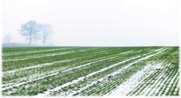 Considerations for Frozen Ground Nitrogen Applications