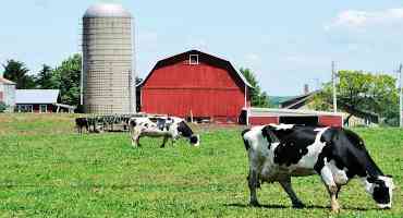 USDA Report: U.S. Dairy Farm Numbers Continue to Decline