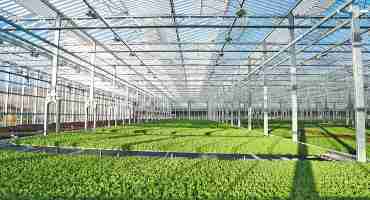UC Partners with Gotham Greens to Advance Indoor Agriculture
