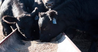 Ration Formulations for Growing Cattle