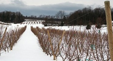 The Changing Peach Rootstock Picture