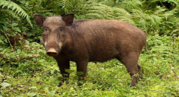 A Silver Swining: 'Destructive' Pigs Help Build Rainforests