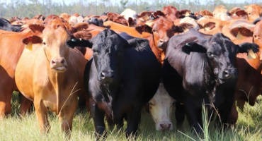 Farm Bureau Supports Cattle Market Transparency