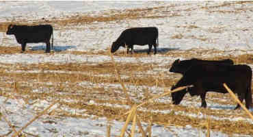 Controlling Feed Loss and Spoilage Important for Beef Cattle Production