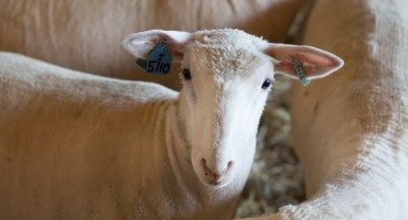 U.S. Sheep, Goat Producers: Let Your Voices Be Heard