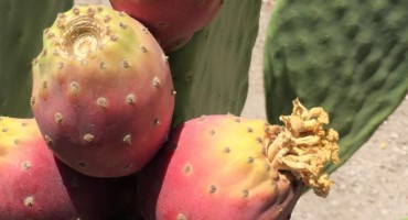 Study Shows Cactus Pear as Drought-Tolerant Crop for Sustainable Fuel and Food