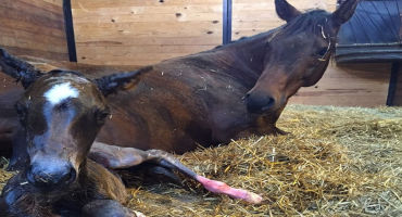 Pregnant Mares: What Owners Need to Know as Foaling Time Approaches