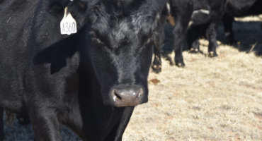 Live Cattle Delivery in Nebraska and Its Impact on Basis