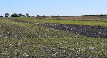 Growing Cover Crops in Minnesota: 4 Great Resources to Get You Started