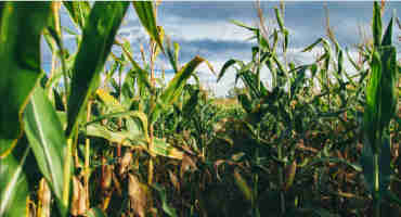 Adaptation, Not Irrigation Recommended for Midwest Corn Farmers