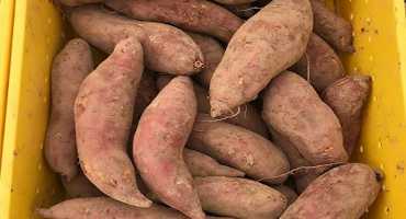 The Rise of the Sweet Potato
