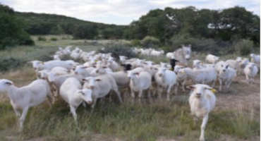 Texas Lamb And Goat Markets Remain Hot