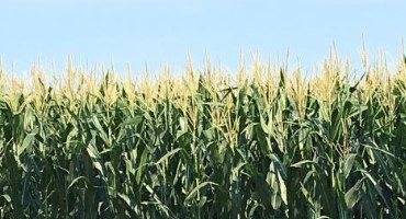 Nebraska 2020 Annual Crop Production Summary