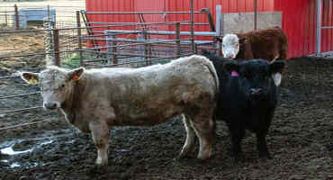 Cattle Chat: Managing Mud