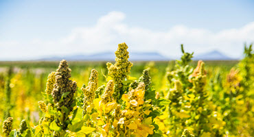 Prairie farmers wanted for quinoa production