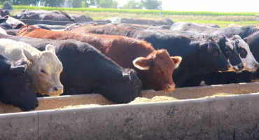 USDA Feedlot Study Underway