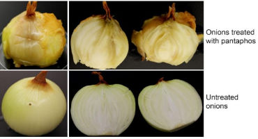 Unveiling the Cause of Onion Center Rot