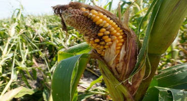Top Lawmakers Demand Farmer, Biofuel Assistance