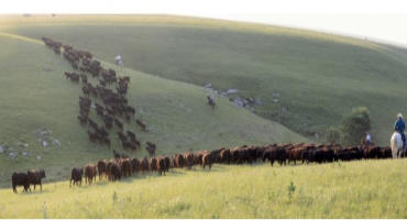 New Technology Helps Ranchers Maximize Grass Production